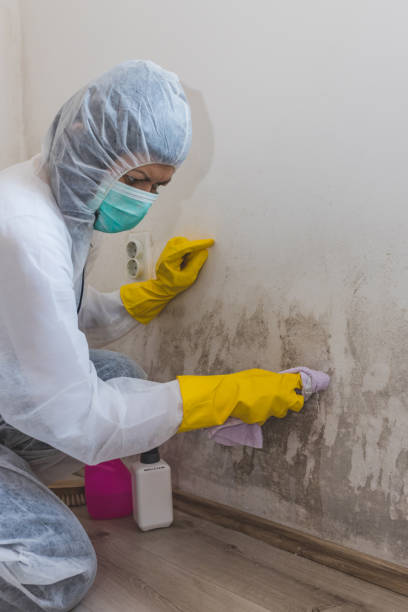 Best Mold-Related Health Consultation  in Reese, MI